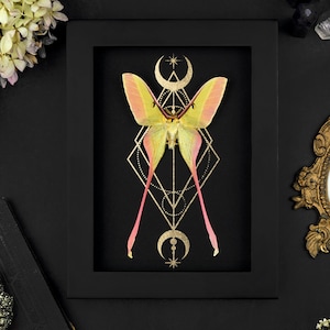 Framed Pink Luna Moth Shadow Box: Gothic Home Decor (20x15)