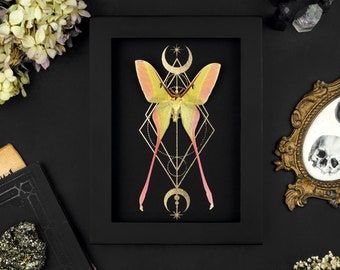 Framed Pink Luna Moth Shadow Box: Gothic Home Decor (20x15)