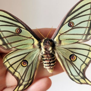 May include: A green and yellow butterfly with brown markings and large, round eyes. The butterfly has a furry body and is spread out with its wings open.
