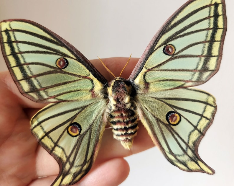 May include: A green and yellow butterfly with brown markings and large, round eyes. The butterfly has a furry body and is spread out with its wings open.