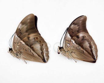 Echte Blaue Prepona Chromus Schmetterling Specimens: Entomologie Kunst, Handwerk (2 Stück)