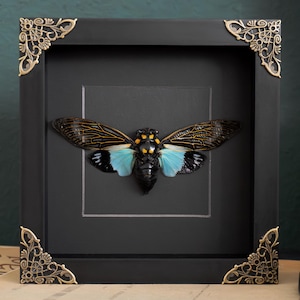 Könnte beinhalten: Eine schwarze, gerahmte Schattenbox mit verzierten goldenen Ecken, die eine konservierte Zikade mit blauen und schwarzen Flügeln zeigt.