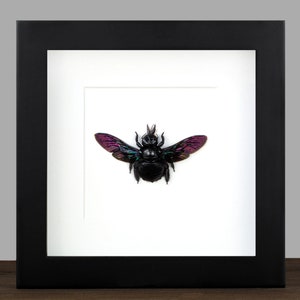 Peut inclure: Un spécimen d'insecte encadré d'une abeille charpentière noire aux ailes violettes irisées. L'abeille est montée sur un fond blanc et encadrée dans un cadre noir.