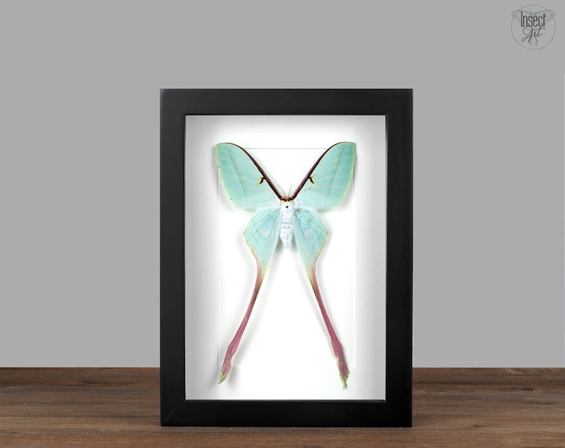 May include: A framed green and white Luna moth with long, thin tails. The moth is displayed on a white background in a black frame.