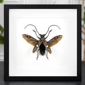 Real Exotic Beetle (Batocera celebiana) in Shadow Box Frame, Handcrafted Insect Art for Home Decor and Curiosity Cabinets
