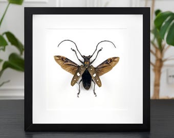 Framed Batocera celebiana Beetle: Exotic Insect Art in Shadow Box