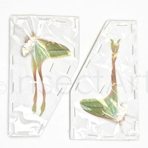 2x Actias dubernardi Luna Moths Femmina non montata e piegata in carta Farfalla Esemplare essiccato Entomologia Fai da te Artigianato Design Hobby Articolo da collezione