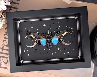 May include: A black framed shadow box with a blue and black cicada insect specimen mounted on a black background with silver crescent moons and stars.