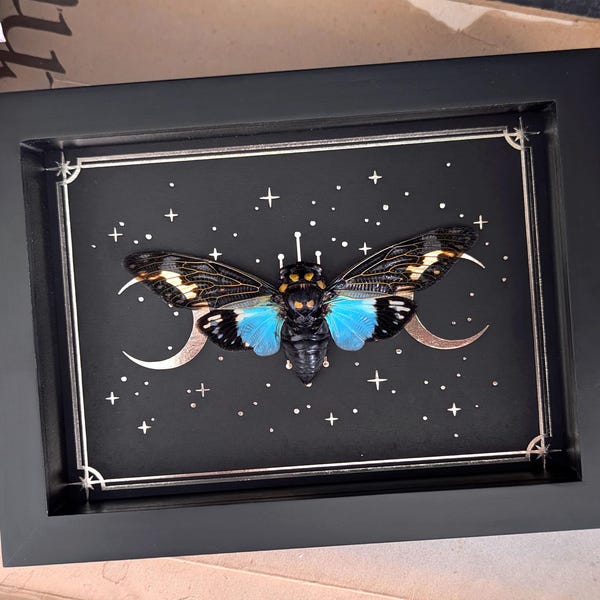 Blue Ghost Cicada Framed Art: Gold Moon Print Shadow Box