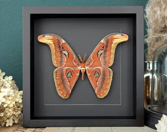 Real Atlas Moth in 10x10 inch black Box Frame, Oddities Display for Gothic and Taxidermy Wall Decor & Gift