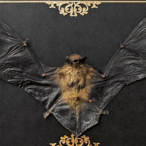 Real framed bat Gold Ornament Print Shadow Box Frame Taxidermy Halloween Gothic Witch Vampire Wall Home Decor image 4