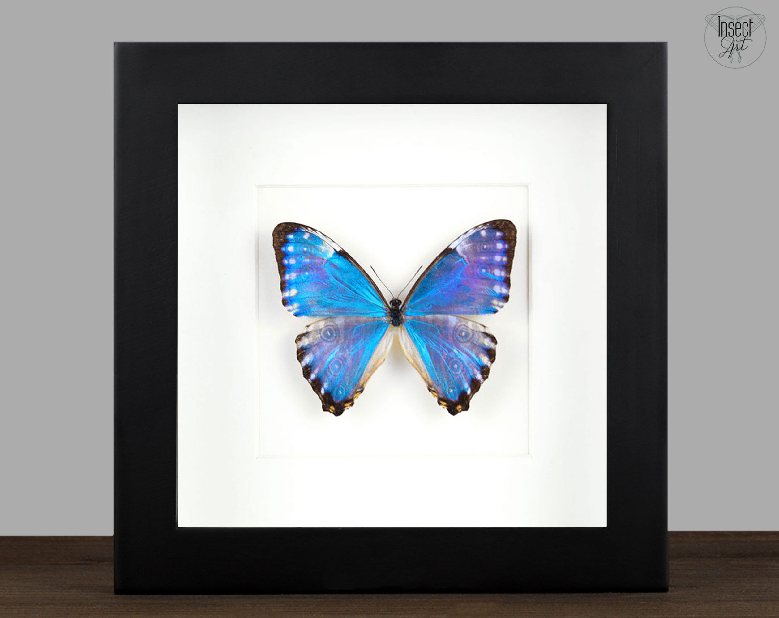 Preserved Butterfly Morpho Portis - Etsy