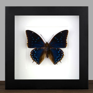 Framed Metallic Blue Butterfly: Charaxes Shadow Box Wall Decor
