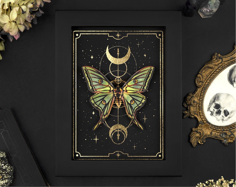 real spanish moon moth graellsia isabellae in insect art frame with gold print as gothic decor
