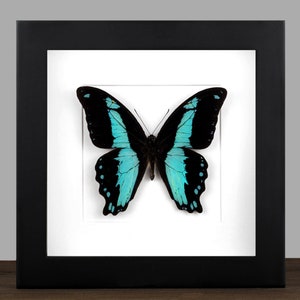 Framed Swallowtail Butterfly: Pailio bromius Entomology Display