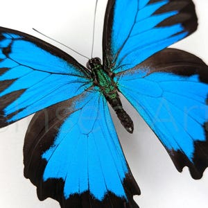 Puede incluir: Una mariposa azul y negra con intrincados patrones en las alas. Las alas de la mariposa son de un azul vibrante con marcas negras y un fino borde negro.