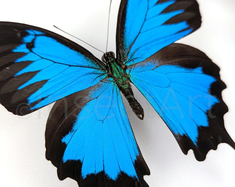 Puede incluir: Una mariposa azul y negra con intrincados patrones en las alas. Las alas de la mariposa son de un azul vibrante con marcas negras y un fino borde negro.