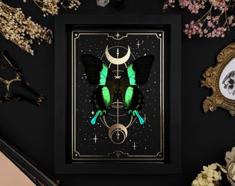 Real framed green Swallowtail with Gold Moon Stars Print, Papilio blumei Butterfly Shadow Box Frame, Taxidermy Gothic Wall Home Decor