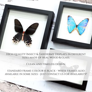 May include: Two framed butterfly specimens, one black and one blue, with a white background. The frames are black and made of real wood and glass.  "HIGH QUALITY INSECT & TAXIDERMY DISPLAYS IN DIFFERENT SIZES MADE OF REAL WOOD & GLASS. CLEAN AND TIMELESS DESIGN. STANDARD FRAME COLOUR IS BLACK - WHITE FRAMES ALSO AVAILABLE IN SOME SIZES - JUST CONTACT US FOR AVAILABILITY!"