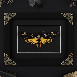 Echter gerahmter Totenkopfschwärmer, Motte in Schattenbox, Schmetterlings-Barock-Weinleserahmen, Insektenpräparator-Gothic-Hexe-Ästhetischer Wanddekor