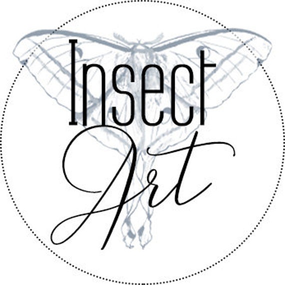 Morpho helenor female real butterfly in frame showcase preparation nature deco entomology insect taxidermy curiosities Insect Art Morpho helenor female real butterfly in frame showcase preparation nature deco entomology insect taxidermy curiosities Insect Art