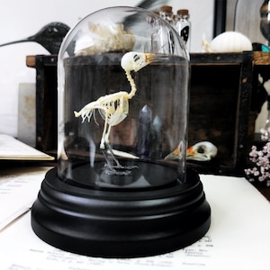 Op de afbeelding: Een vogel skelet tentoongesteld onder een glazen stolp met een zwarte basis. Het witte skelet staat rechtop. De glazen stolp is helder. Andere decoratieve items zijn zichtbaar op de achtergrond, waaronder een houten kist.