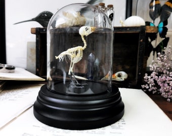 Véritable squelette d'oiseau dans un dôme de verre préservé de vrais os d'animaux taxidermie taxadermie entomologie bizarreries Cabinet sorcière gothique foncé étagère