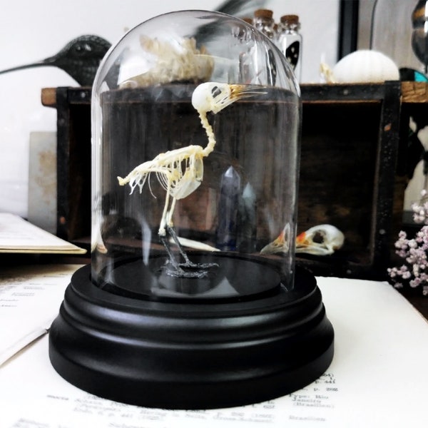 Echtes Skelett Vogel IORAS Aegithina Glasdom Glasglocke Halloween Deko Feenvogel Naturkunde Kuriosität Entomologie Taxidermie Witch