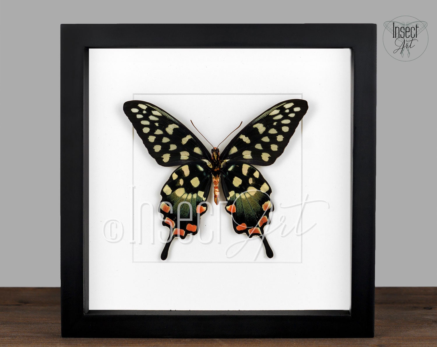 Papilio antenor Weibchen 