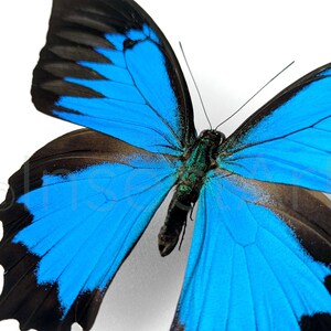 Puede incluir: Una mariposa azul y negra con las alas extendidas. La mariposa tiene un cuerpo azul oscuro y venas negras en sus alas.