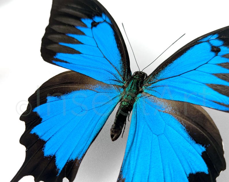 Puede incluir: Una mariposa azul y negra con las alas extendidas. La mariposa tiene un cuerpo azul oscuro y venas negras en sus alas.