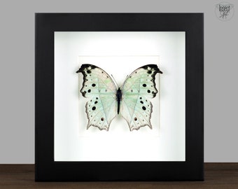 Mariposa Salamis parhassus enmarcada en nácar real, cuadro tipo caja, taxidermia de mariposa, marco 3D de insecto, regalo artístico