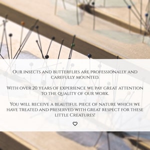 May include: Close-up of a wooden surface with many insects and butterflies pinned to it. The text reads: "Our insects and butterflies are professionally and carefully mounted. With over 20 years of experience we pay great attention to the quality of our work. You will receive a beautiful piece of nature which we have treated and preserved with great respect for these little creatures!"