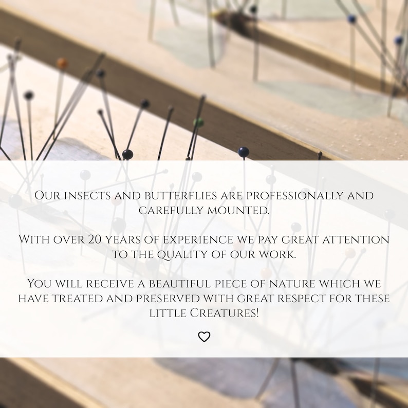 May include: Close-up of a wooden surface with many insects and butterflies pinned to it. The text reads: "Our insects and butterflies are professionally and carefully mounted. With over 20 years of experience we pay great attention to the quality of our work. You will receive a beautiful piece of nature which we have treated and preserved with great respect for these little creatures!"