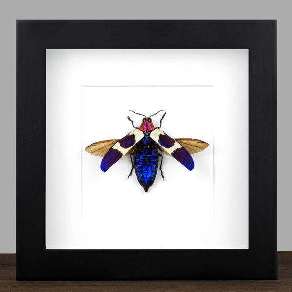 Real framed Jewel Beetle Dried Bug Insect Shadow Box Frame Butterfly Display Entomology Nature Gift Wall Display Oddities Home Decor