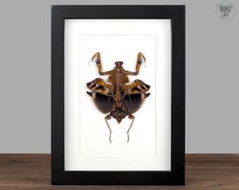 Real Framed Praying Mantis Frame Dried Insect  Beetle Dead Bug Taxidermy Taxadermy Black Wall Art Oddity Decor Shadow box