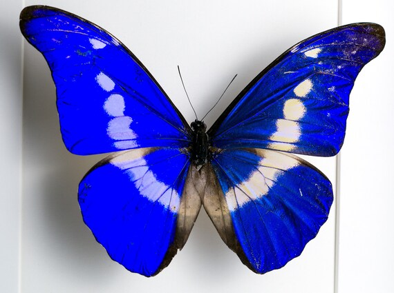 Morpho helenor female real butterfly in frame showcase preparation nature deco entomology insect taxidermy curiosities Insect Art Morpho helenor female real butterfly in frame showcase preparation nature deco entomology insect taxidermy curiosities Insect Art