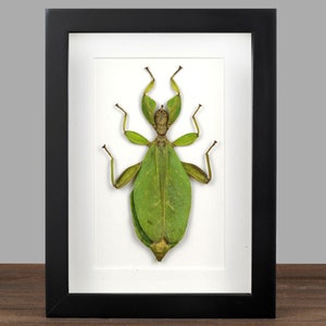 May include: A framed green leaf insect specimen with long legs and a leaf-shaped body. The insect is mounted on a white background inside a black frame.