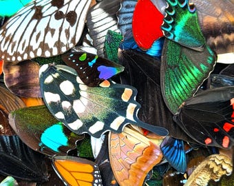 Alas de mariposa reales para manualidades / Alas sueltas naturales / Joyería de entomología DIY, arte de resina