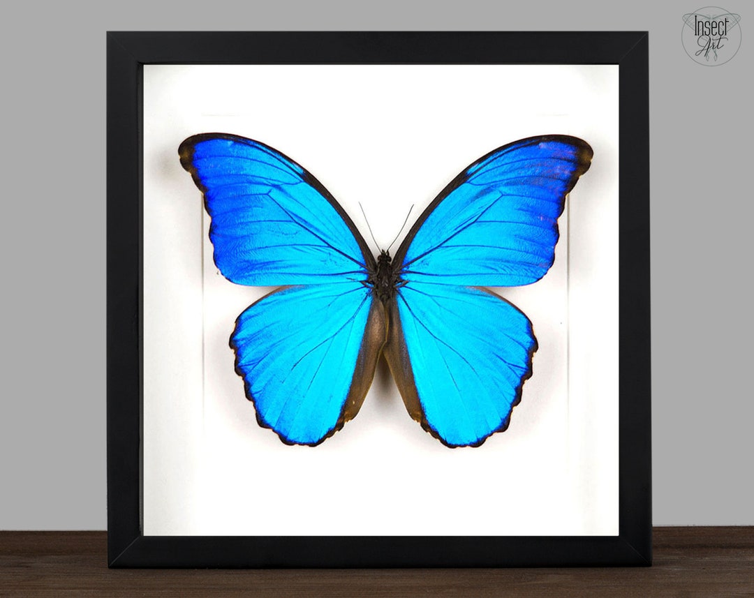 Real Framed Blue Butterfly Giant Morpho Shadow Box Frame Moth ...