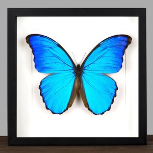 Può includere: Un esemplare di farfalla Morpho blu incorniciato con ali nere su uno sfondo bianco.