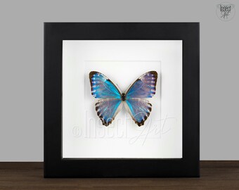 Morpho helenor female real butterfly in frame showcase preparation nature deco entomology insect taxidermy curiosities Insect Art Morpho helenor female real butterfly in frame showcase preparation nature deco entomology insect taxidermy curiosities Insect Art