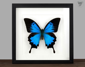 Echter blauer Schmetterling gerahmt Papilio ulysses Insekt Entomologie Taxidermie Natur Wanddeko Geschenk  Taxidermie Kunst Insect Art