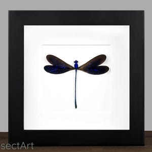 Op de afbeelding: Een ingelijst kunstwerk met een libel. De libel heeft donkerblauwe vleugels en een lang, slank lichaam. Het kunstwerk wordt gepresenteerd op een witte achtergrond in een zwart frame. Het Insect Art logo is rechtsboven zichtbaar.