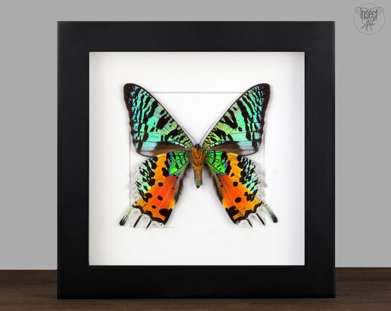 Framed Madagascar Sunset Moth Chrysiridia Rhipheus Rainbow