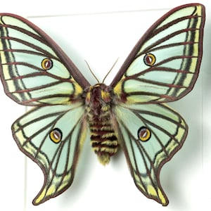 May include: A preserved green and yellow butterfly with brown and black markings and large yellow eyes. The butterfly is mounted on a white background.