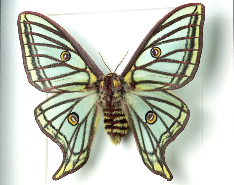 May include: A preserved green and yellow butterfly with brown and black markings and large yellow eyes. The butterfly is mounted on a white background.