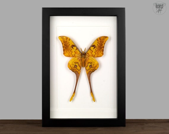 Schmetterlings-Dekoration