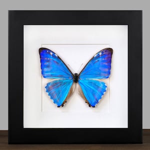 Farfalla Morpho incorniciata: esposizione di insetti blu iridescenti - 16 x 16 cm