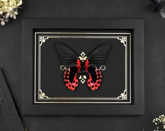 Echter Schmetterling gerahmt Papilio rumanzowia Rahmen Ornament Gold Print Taxidermie Entomologie Halloween Gothic Witch Deko Home Office